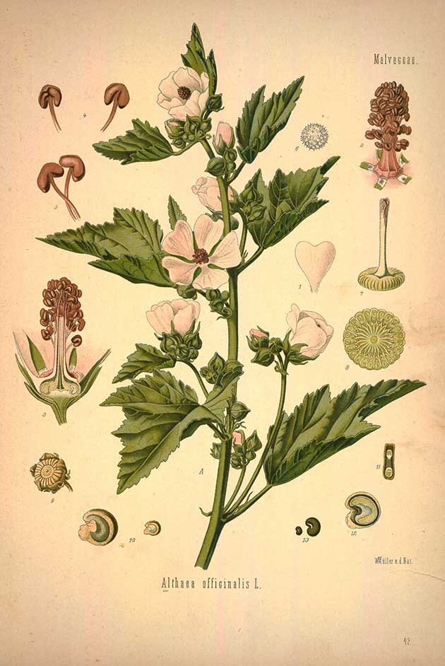 Use observation and drawing to help you learn about medicinal herbs like marshmallow.