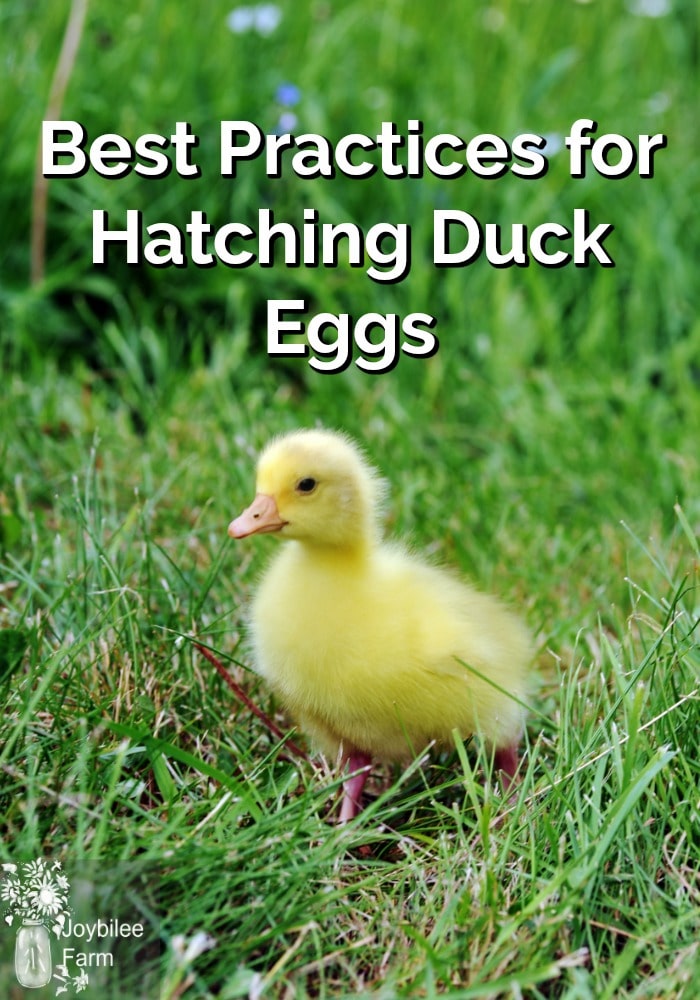 Best Practices for Hatching Duck Eggs in a Small Incubator