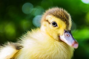 Cute duckling with green out of focus background
