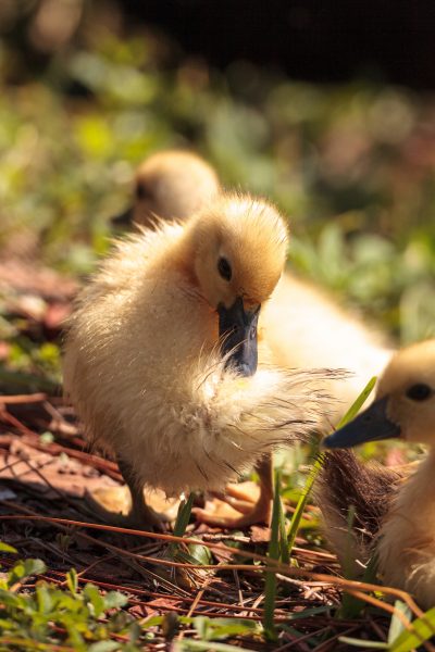 3 Ducklings in grassy area