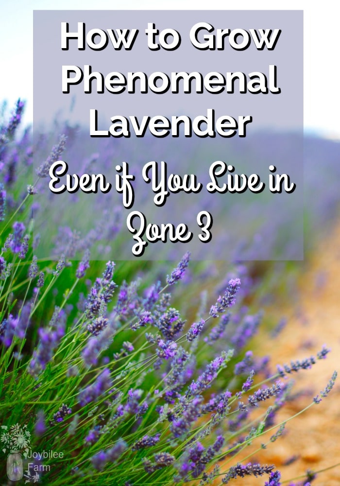 How to Grow Phenomenal Lavender Even if You Live in Zone 3 - Joybilee ...