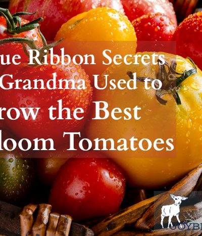 With these 10 secrets you, too, can get that coveted blue ribbon for the best heirloom tomatoes.