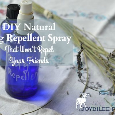 DIY Natural Bug Repellent Spray That Won’t Repel Your Friends