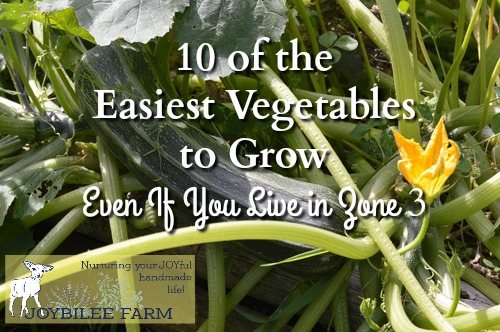 Even in zone 3 it’s possible to grow a substantial amount of your own food, especially if you plant the easiest vegetables to grow. The season is shorter. If you live in the mountains you might not get the heat units necessary for corn, squash, or pumpkin. But you can definitely get a harvest with these ten easy to grow vegetables.