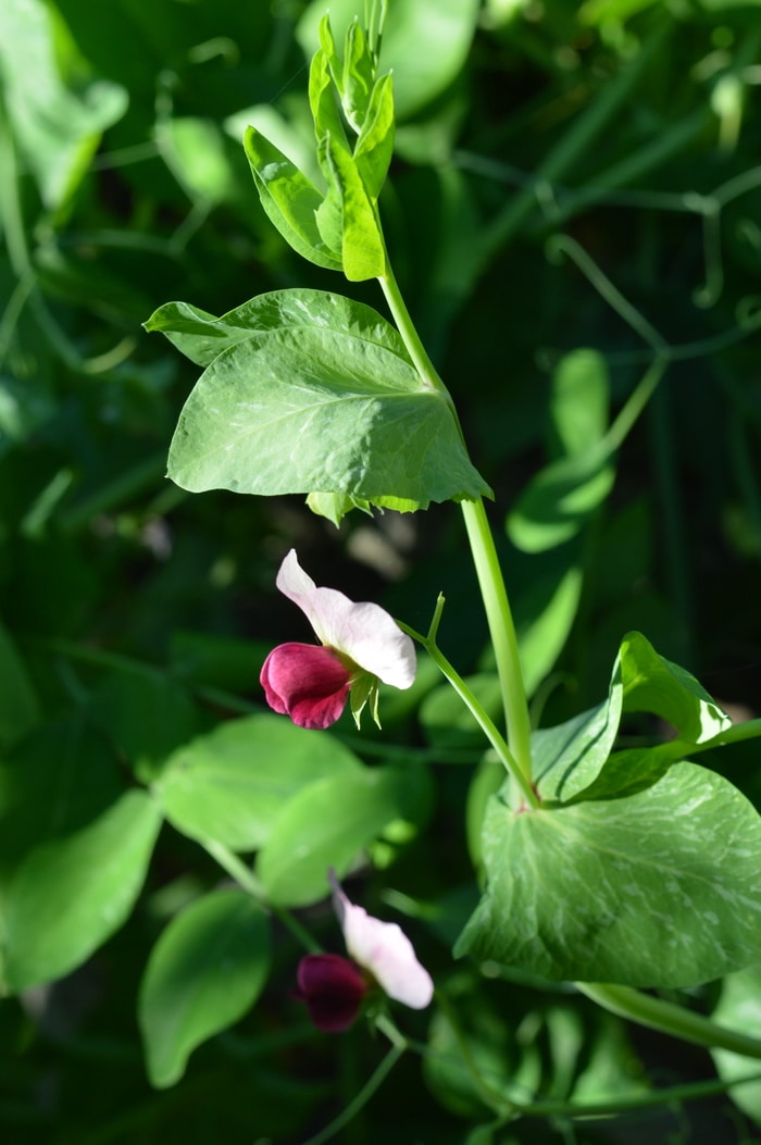 peas in flower