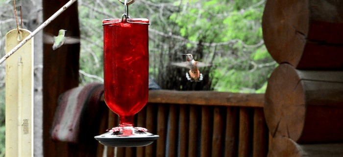 Keep the hummingbirds coming back year after year with this healthy hummingbird nectar recipe.
