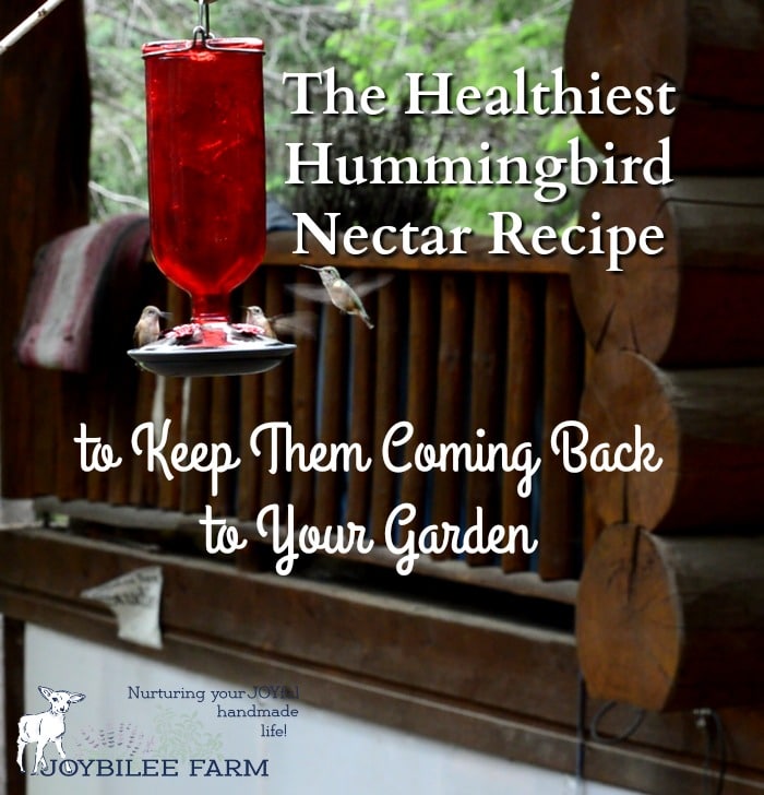 Keep the hummingbirds coming back year after year with this healthy hummingbird nectar recipe.