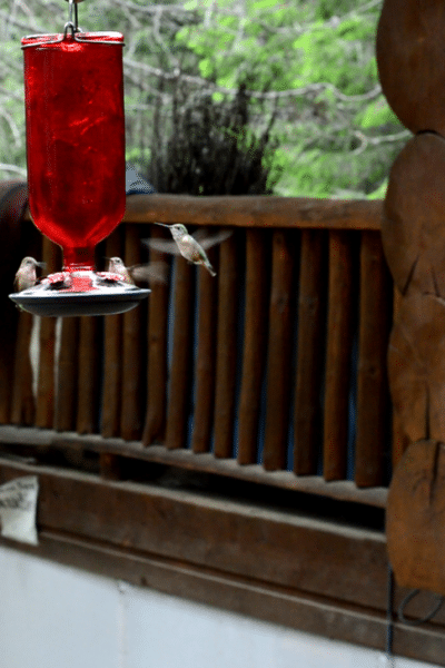 Keep the hummingbirds coming back year after year with this healthy hummingbird nectar recipe.