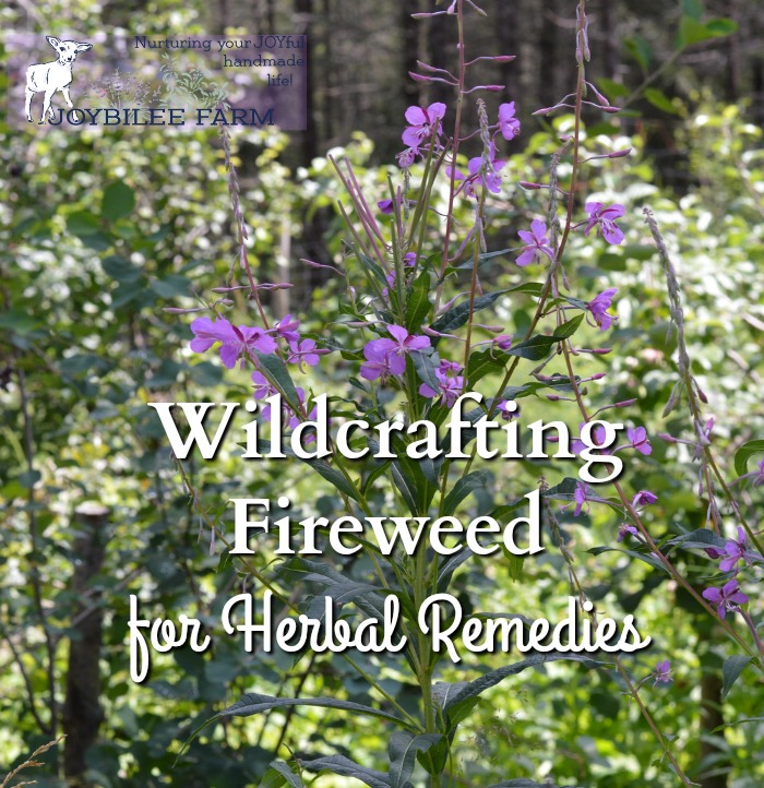 Fireweed is loaded with tonic benefits for the entire body, especially for men. The antioxidants in fireweed benefit the digestive system, the urinary system, the circulatory system and the heart, the brain, the endocrine system, the immune system, the lungs, and the skin. It is both tonic and nutritive.