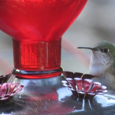 The Healthiest Hummingbird Nectar Recipe