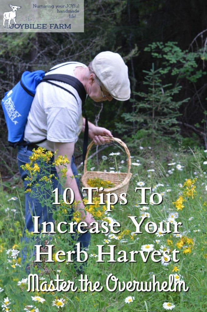 Here's a few tips to help you make the most of the herb harvest, before it's too late.