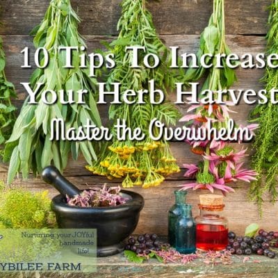 10 Tips To Increase Your Herb Harvest and Master the Overwhelm