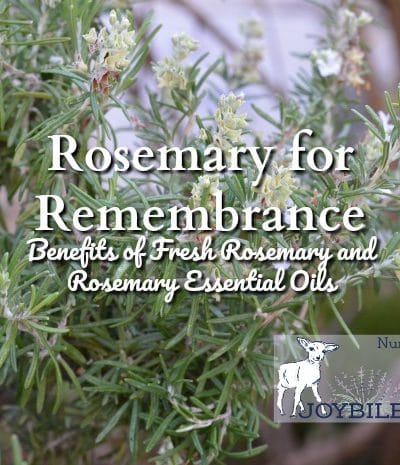 When you consider rosemary benefits think, “Rosemary is for remembrance” and you’ll capture the very best of this amazing culinary and medicinal herb.