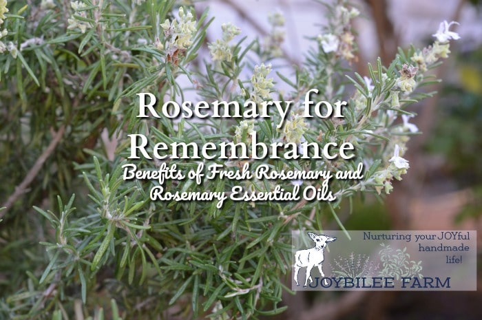 When you consider rosemary benefits think, “Rosemary is for remembrance” and you’ll capture the very best of this amazing culinary and medicinal herb.