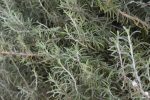 When you consider rosemary think, “Rosemary is for remembrance” and you’ll capture the very best of this amazing culinary and medicinal herb.