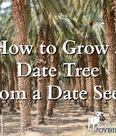 You can grow your own date tree from a date seed, found in a grocery store date.