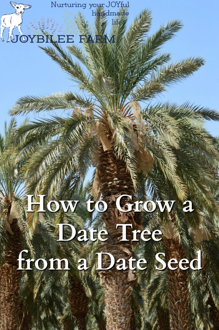 How to Make Date Palm Grow Faster 