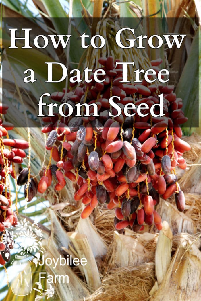 How to Grow a Date Tree from a Date Seed Joybilee® Farm DIY Herbs