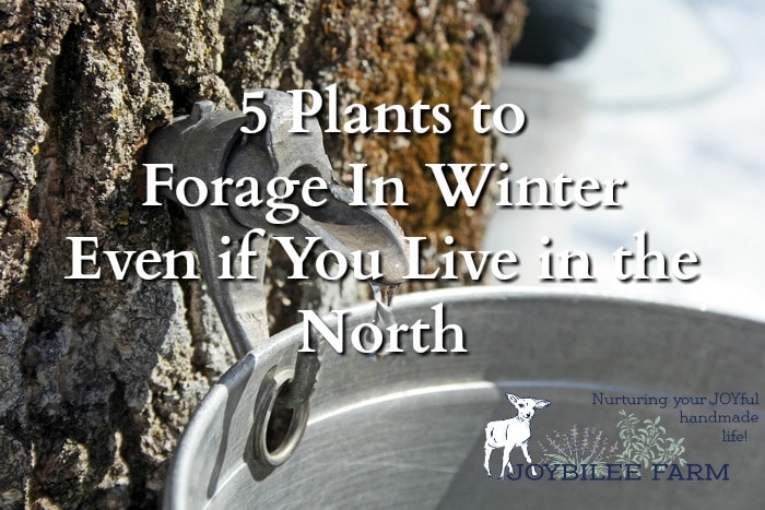 5 plants to forage in winter because foraging enthusiasts don't stop foraging when the snow falls. They look for plants to forage in winter, knowing that this is the best season for these edible and medicinal wild plant allies.