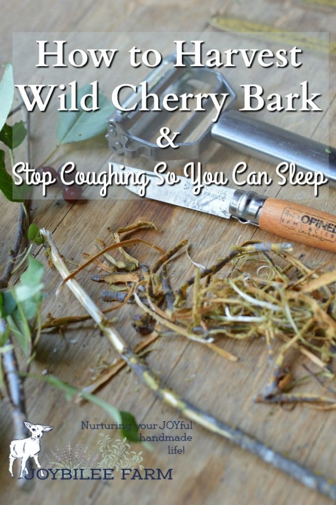 Wild cherry bark is an effective herbal remedy to stop coughing.  It is easy to make at home from wild harvested cherry bark or from wild cherry bark found at the health food store.  A cup of wild cherry bark tea suppresses dry, unproductive coughing so you can get the rest you need to allow your body to heal.