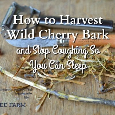 How to Harvest Wild Cherry Bark and Stop Coughing So You Can Sleep