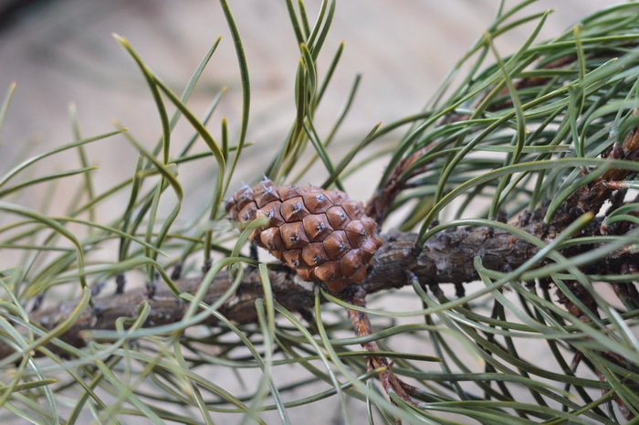 Pine needle tea has significant amounts of vitamin C, vitamin A, and flavoniods that make it a citrus-y flavored tonic drink to forage in winter.