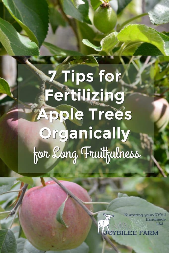 How to feed fruit trees organically