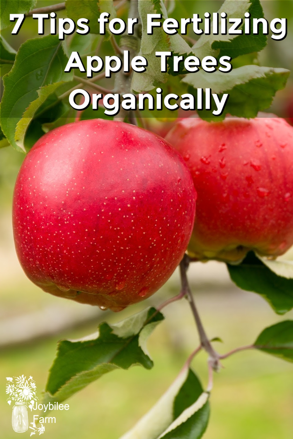 7 Tips For Fertilizing Apple Trees Organically For Long Fruitfulness