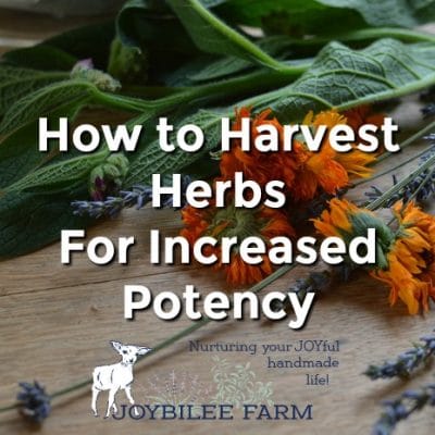 When to Harvest Herbs For Increased Potency