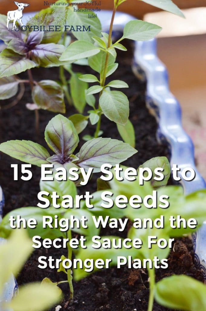 15 Easy Steps to Start Seeds the Right Way and the Secret Sauce For Stronger Plants