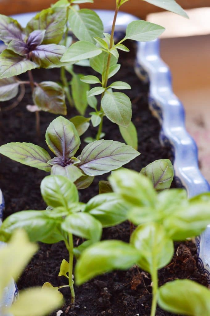 Basil seedlings for medicinal herb gardening in containers