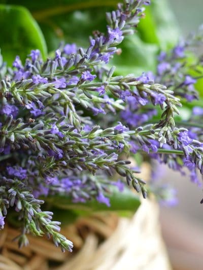 Freshly harvested lavender