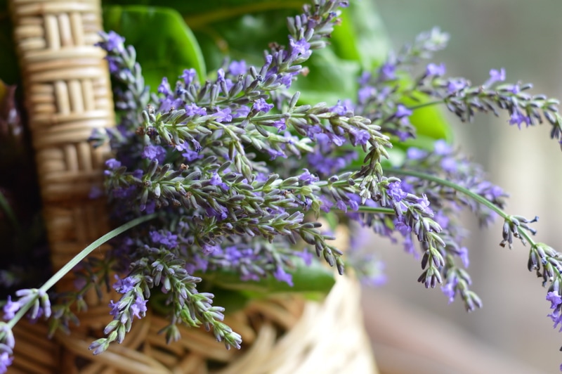 lavender - grow herbs