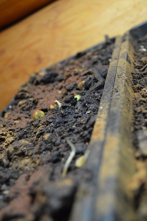 Pea seeds germinating