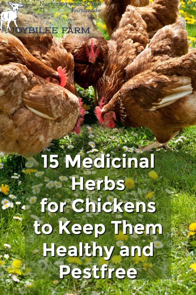 6 red chickens pecking grass with a text overlay 15 medicinal herbs for chickens