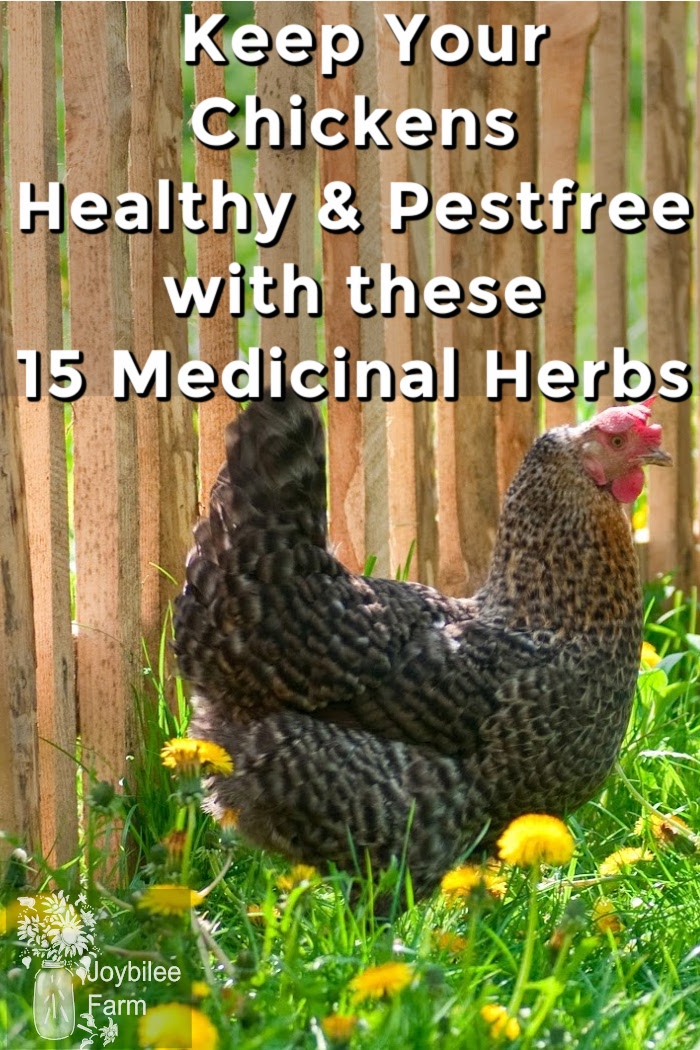 15 Medicinal Herbs for Chickens to Keep Them Healthy and Pestfree