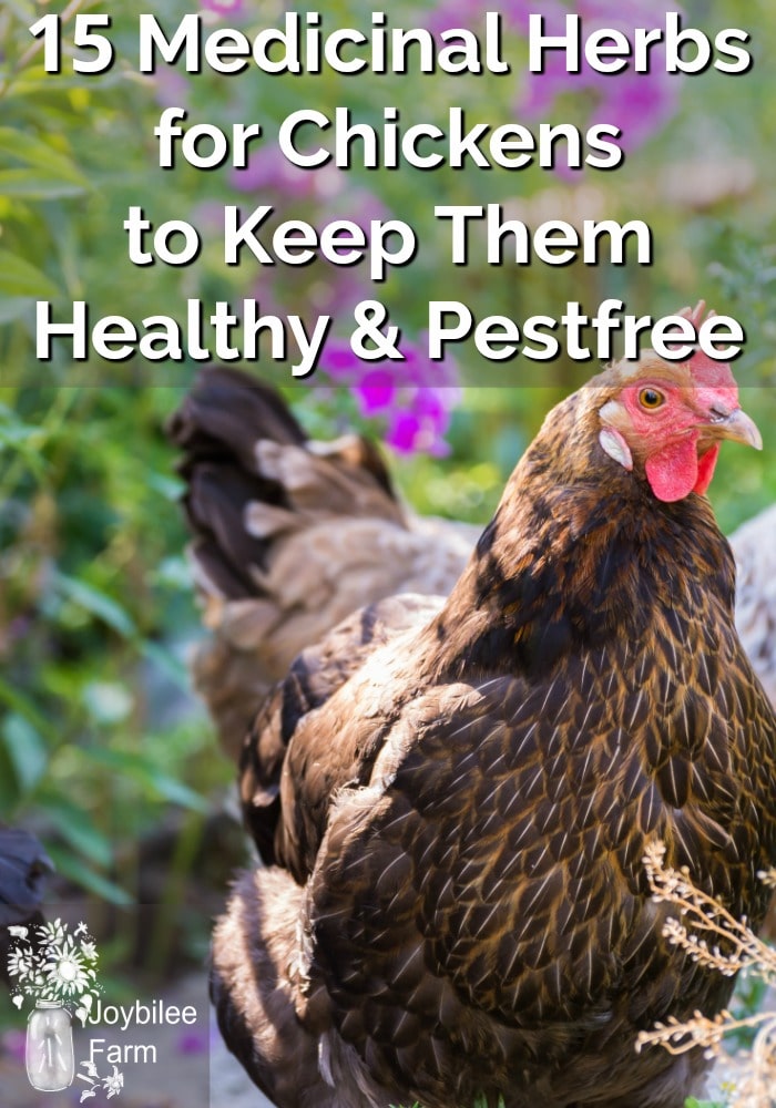 Medicinal Herbs For Chickens To Keep Them Healthy And Pestfree