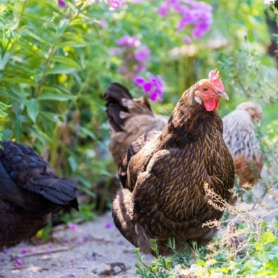 15 Medicinal Herbs for Chickens to Keep Them Healthy and Pestfree
