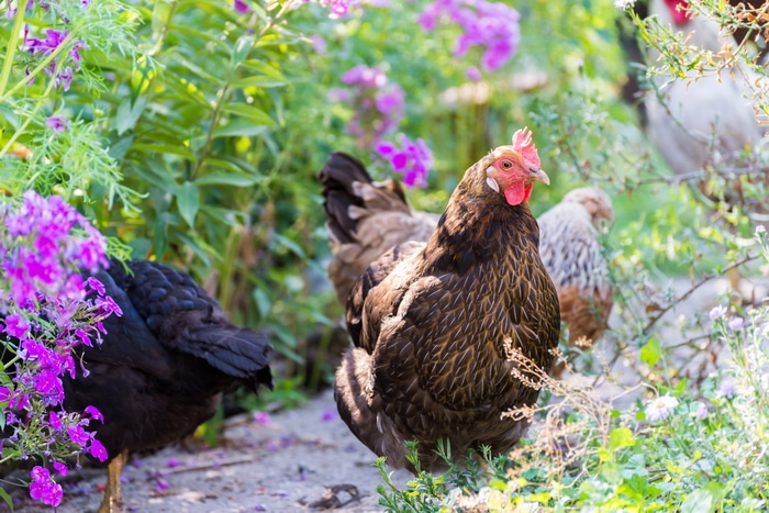 red and black chickens walking among purple flowered herbs