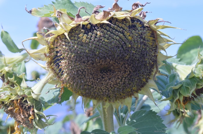 Waning sunflower