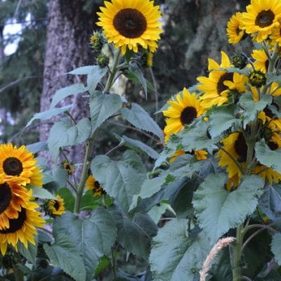Growing Sunflowers for Pollinators in the Great Sunflower Project
