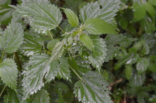 stinging nettle, one of the easily identifiable edible wild plants