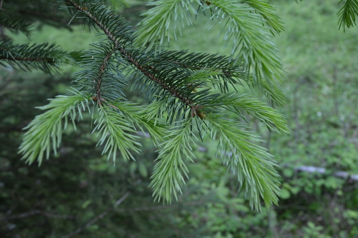 green spruce growing tips
