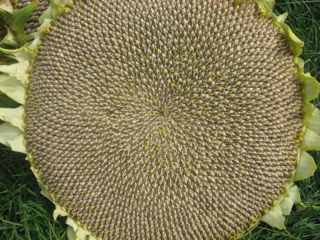 The seed head of a giant sunflower that is bigger than a dinner plate.