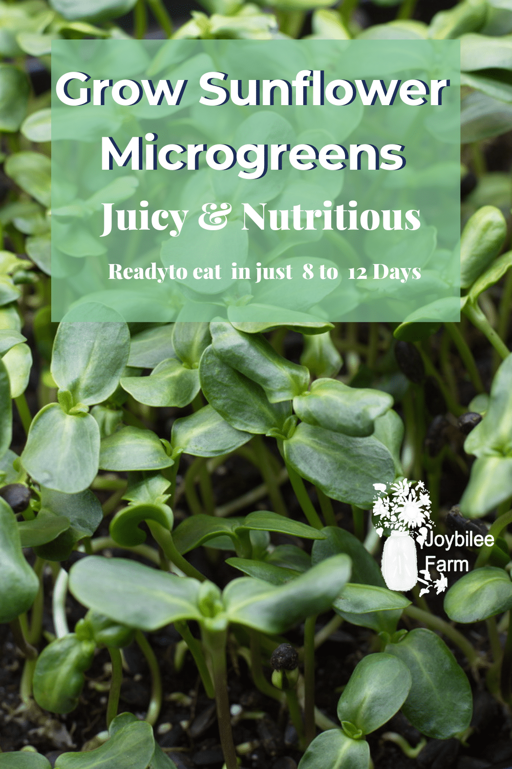 Grow Sunflower Sprouts In Just 12 Days For Nutritious Microgreens