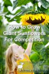 Giant sunflowers growing tall