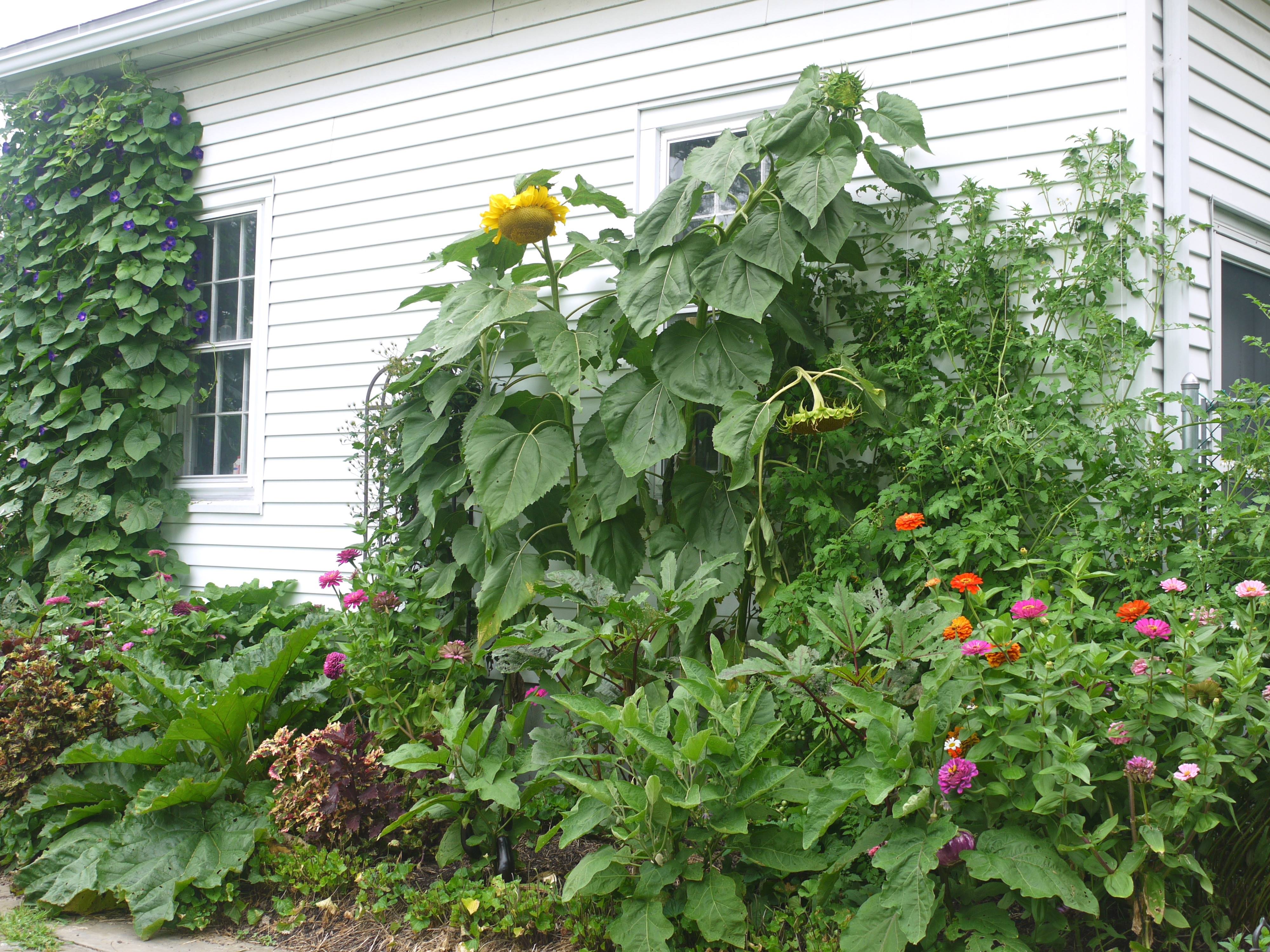 Giant sunflowers towering above the garden.