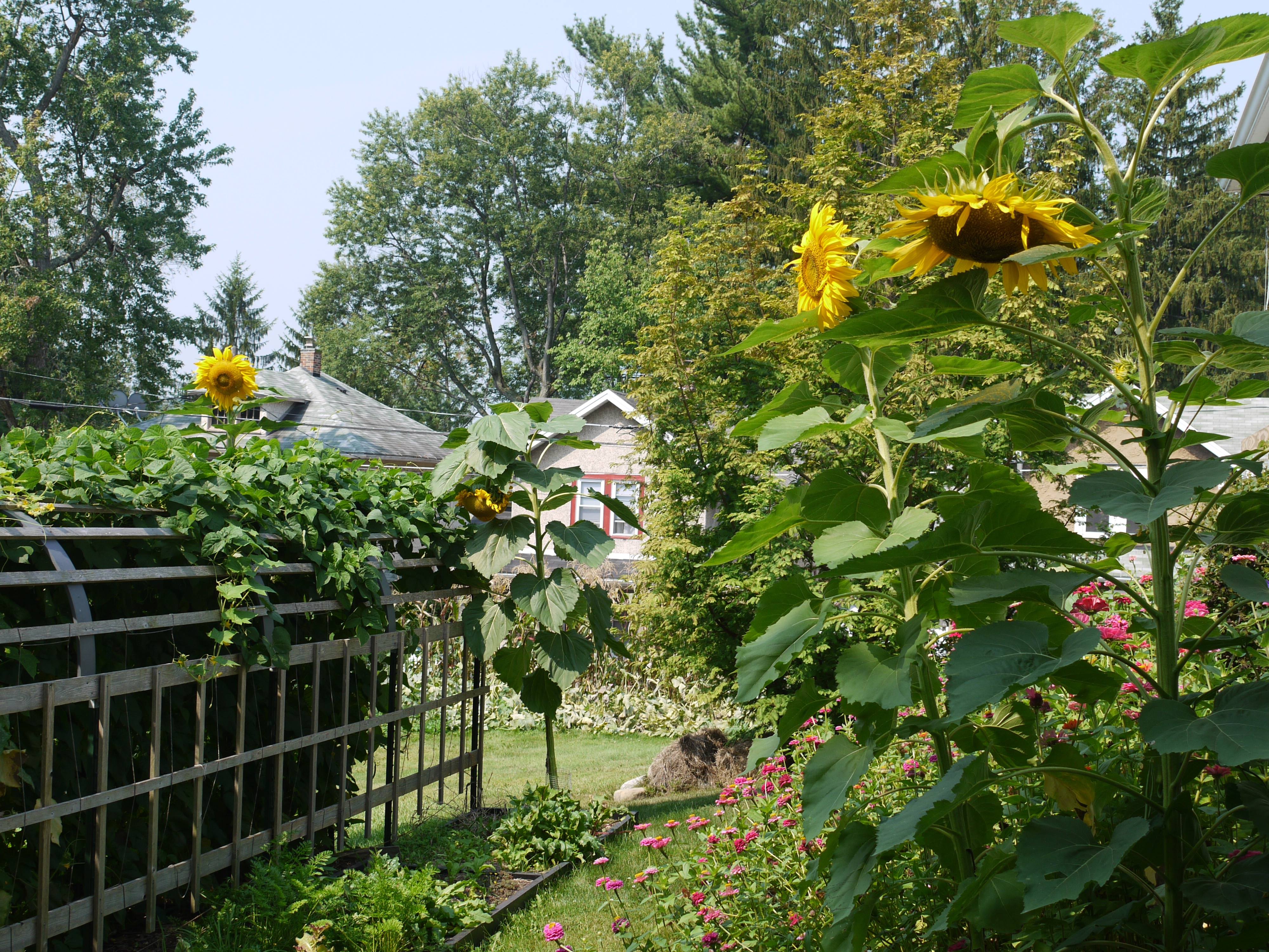 Giant sunflowers towering above the garden