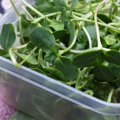 Grow Sunflower Sprouts for Tasty and Nutritious Microgreens in Just 12 Days