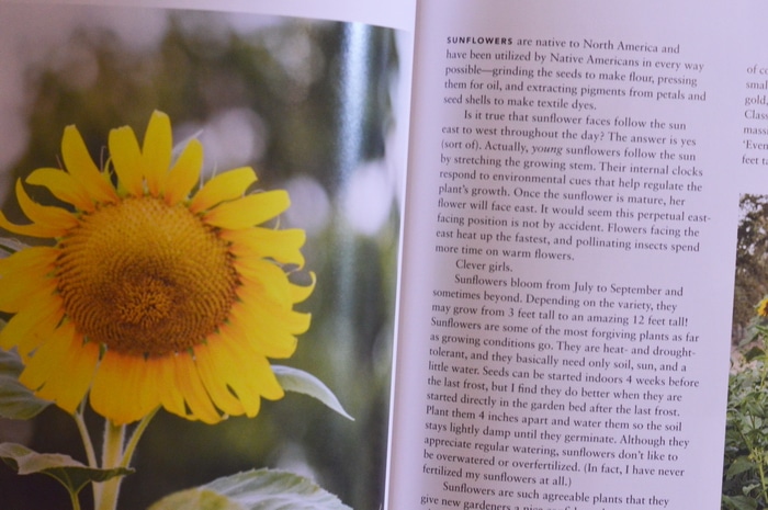 Sunflower entry in the book "Growing Heirloom Flowers" by Chris MacLaughlin